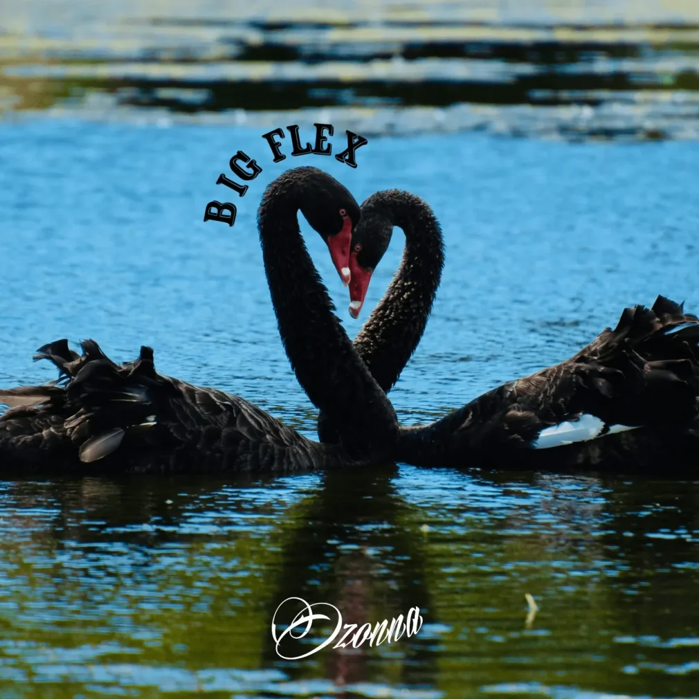 Ozonna – Big Flex - Featured Image